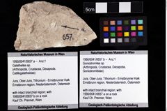 Foto (Objket + Etiketten) von Goniodromites sp. 